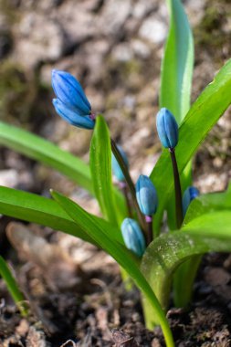 Mavi scilla, yeşil yapraklı ezme tomurcukları. Bulanık arka planda kardamlaları çiçek açıyor. Güneşli bahar vahşi orman detayları