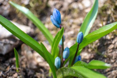 Mavi scilla, yeşil yapraklı ezme tomurcukları. Bulanık arka planda kardamlaları çiçek açıyor. Güneşli bahar vahşi orman detayları