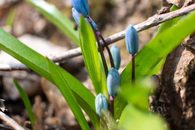 Mavi scilla, yeşil yapraklı ezme tomurcukları. Bulanık arka planda kardamlaları çiçek açıyor. Güneşli bahar vahşi orman detayları