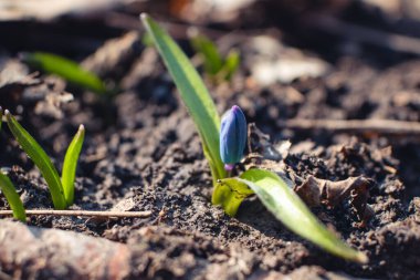 Mavi scilla, yeşil yapraklı ezilmiş ot makrosu. Bulanık arka planda kardamlaları çiçek açıyor. Güneşli bahar vahşi orman detayları