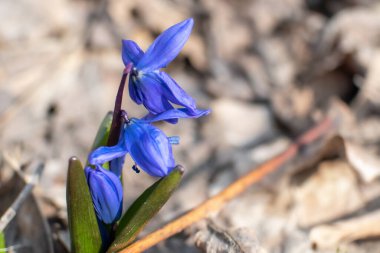 Mavi canlı scilla kardelen çiçekleri ve tomurcukları güneşli baharda, arka planda bulanık bir şekilde çiçek açıyor.