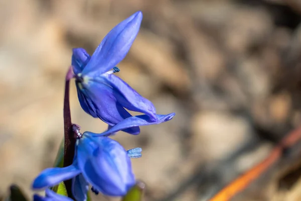 Niebieskie Żywe Krople Śniegu Scilla Kwiaty Pąki Kwitnące Bliska Słonecznym — Zdjęcie stockowe