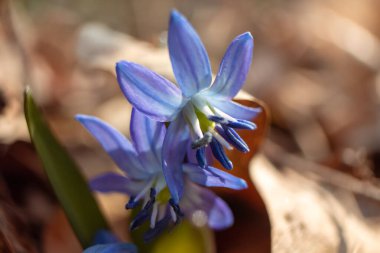 Mavi scilla, kabak çiçeği kafası ve polen makrosu. Bulanık arka planda kardamlaları çiçek açıyor. Güneşli bahar vahşi orman detayları