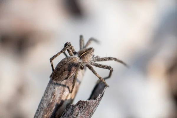 Small Brown Wild Spider Sitting Branch Bask Sun Spring Forest — Stock Photo, Image