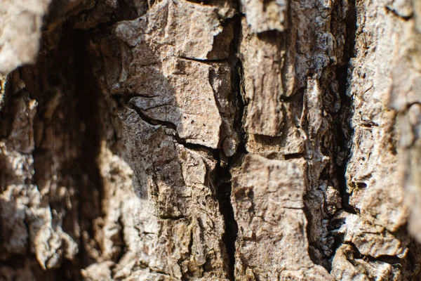 Vue Macro Texture Écorce Arbre Gros Plan Forêt Ensoleillée Fond — Photo