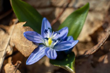 Mavi scilla, ezilmiş makro. Güneşli ilkbaharda çiçek açan kardamlaları vahşi orman ayrıntıları