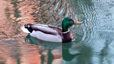 Drake ördek kuşu, aynadaki yeşil ve turuncu renkte suyu yansıtan yavaş çekim. Zümrüt başlı erkek kuş gerçek hayattaki havuzu izliyor.