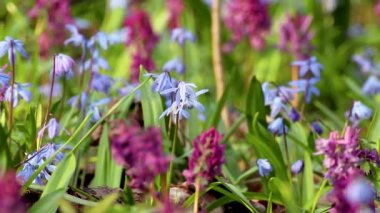 Blooming Scilla bifolia, Alp Squill veya iki yapraklı Squill ve Corydalis Cava yakın çekim döngüsü. Güneşli bahar çiçekleri rüzgarda sallanıyor. Seçici odak bulanıklığına sahip doğa detayları