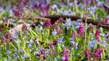 Çiçekli Scilla bifolia, alp cüruf ya da iki yapraklı squill ve Corydalis cava yakın plan. Güneşli bahar çiçekleri rüzgarda sallanıyor. Seçici odak bulanıklığına sahip doğa detayları