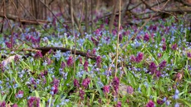 Blooming Scilla bifolia, Alp Squill veya iki yapraklı Squill ve Corydalis Cava yakın çekim döngüsü. Güneşli bahar çiçekleri rüzgarda sallanıyor. Seçici odak bulanıklığına sahip doğa detayları
