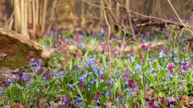 Açan Scilla bifolisi ya da iki yapraklı squill ve vahşi orman döngüsünde Corydalis cava. Güneşli bahar çiçekleri rüzgarda sallanıyor. Seçici odak bulanıklığına sahip doğa detayları