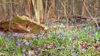 Açan Scilla bifolisi ya da iki yapraklı squill ve vahşi güneşli ormanda Corydalis cava. Güneşli bahar çiçekleri rüzgarda sallanıyor. Seçici odak bulanıklığına sahip doğa detayları