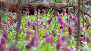 Ağaçların ve dalların yakınındaki vahşi ormanda çiçek açan Corydalis cava ve biraz Scilla bifolia. Güneşli bahar çiçekleri rüzgarda sallanıyor. Seçici odak bulanıklığına sahip doğa detayları