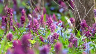 Vahşi ormanda çiçek açan Corydalis cava ve biraz Scilla bifolia. Güneşli bahar çiçekleri rüzgarda sallanıyor. Seçici odak bulanıklığına sahip doğa detayları