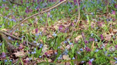 Açan Scilla bifolisi ya da iki yapraklı squill ve vahşi ormanda Corydalis cava. Güneşli bahar çiçekleri rüzgarda sallanıyor. Seçici odak bulanıklığına sahip doğa detayları