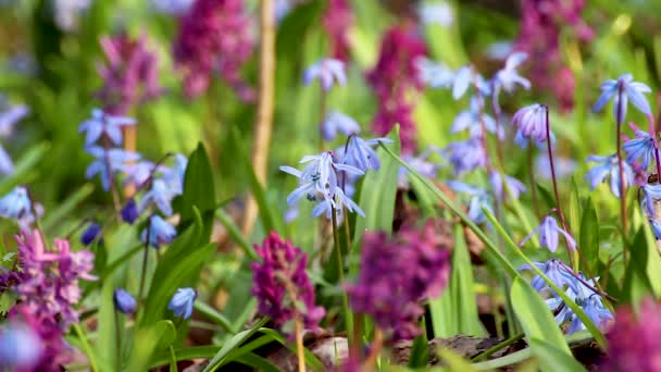 Bloeiende Scilla Bifolia Alpiene Eekhoorn Twee Bladige Eekhoorn Corydalis Cava — Stockvideo