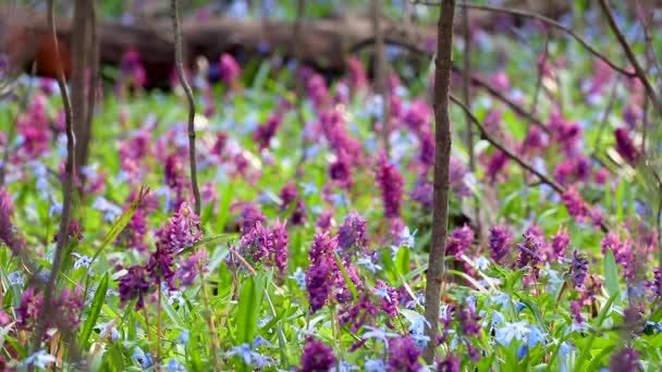 Kwitnące Scilla Bifolia Alpejski Squill Lub Dwuliściowy Squill Corydalis Cava — Wideo stockowe