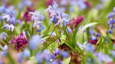 Çiçekli Scilla bifolia, alp cüruf ya da iki yapraklı squill ve Corydalis cava yakın plan. Güneşli bahar çiçekleri rüzgarda sallanıyor. Seçici odak bulanıklığına sahip doğa detayları