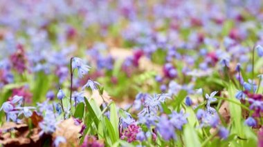 Blooming Scilla bifolia, Alp Squill veya iki yapraklı Squill ve Corydalis Cava yakın çekim döngüsü. Güneşli bahar çiçekleri rüzgarda sallanıyor. Seçici odak bulanıklığına sahip doğa detayları