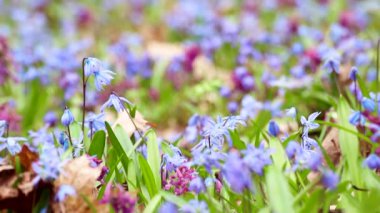 Çiçekli Scilla bifolia, alp cüruf ya da iki yapraklı squill ve Corydalis cava yakın plan. Güneşli bahar çiçekleri rüzgarda sallanıyor. Seçici odak bulanıklığına sahip doğa detayları