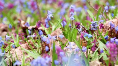 Çiçekli Scilla bifolia, alp cüruf ya da iki yapraklı squill ve Corydalis cava yakın plan. Güneşli bahar çiçekleri rüzgarda sallanıyor. Seçici odak bulanıklığına sahip doğa detayları