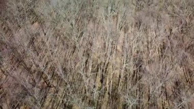 Çıplak ağaçlarla bahar güneşli ormanların üzerinde uç. Ara sokak manzarası boyunca aşağıya bak. Doğal desenler