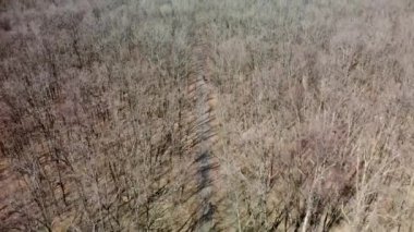 Bisikletlerin üzerinden uç ilkbahar güneşli ormanlarda çıplak ağaçlarla uçarak git. Ara sokak manzarası boyunca aşağıya bak. Doğal desenler