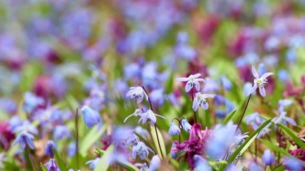 Bloeiende Scilla Bifolia Alpiene Eekhoorn Twee Bladige Eekhoorn Corydalis Cava — Stockvideo