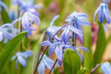 Mavi Scilla bifolia (alp ciyaklaması, iki yapraklı ciyak ciyak) çiçekleri yağmur damlaları kadar yakın çekim. Güneşli bahar çiçekleri Odak bulanıklığı ile detaylar çiğ