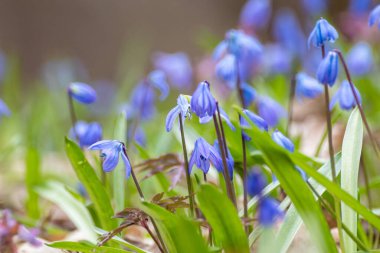 Çiçekli mavi Scilla bifolia (alp ciyaklaması, iki yapraklı ciyaklama) makro yakın plan. Aydınlık bahar çiçekleri seçici odak bulanıklığıyla detaylar