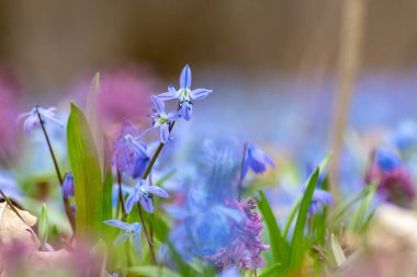 Çiçekli mavi Scilla bifolia (alp ciyaklaması, iki yapraklı ciyaklama) makro yakın plan. Aydınlık bahar çiçekleri seçici odak bulanıklığıyla detaylar