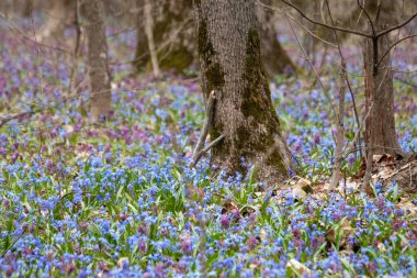 Güzel Scilla bifolia çiçekleri ya da iki yapraklı squill ve vahşi orman ağaçlarında Corydalis cava. Güneşli bahar çiçekleri. Seçici odak bulanıklığına sahip doğa detayları