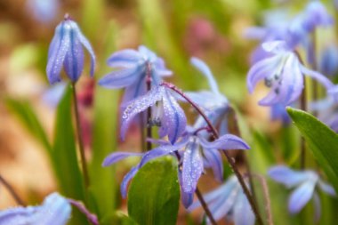 Mavi Scilla bifolia (alp ciyaklaması, iki yapraklı ciyak ciyak) çiçekleri yağmur damlaları kadar yakın çekim. Güneşli bahar çiçekleri Odak bulanıklığı ile detaylar çiğ