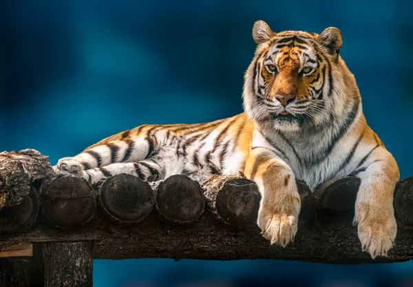 Siberian or Amur tiger with black stripes lying down on wooden deck. Big size portrait. Close view with blue blurred background. Wild animals watching, big cat