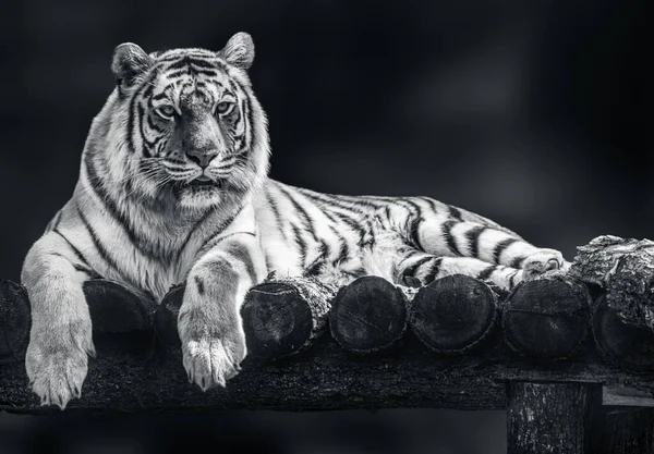 Amur Tiger Black Stripes Lying Wooden Deck Full Size Grayscale — Φωτογραφία Αρχείου