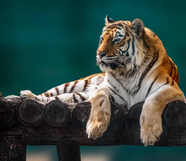 Siberische Amur Tijger Met Zwarte Strepen Liggend Houten Dek Groot — Stockfoto