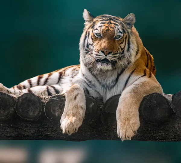 Siberian Amur Tiger Black Stripes Lying Wooden Deck Full Big — Photo