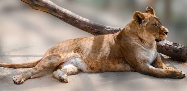 Lioness Lying Blurred Sandy Background Full Length Portrait Close View — Stock Fotó