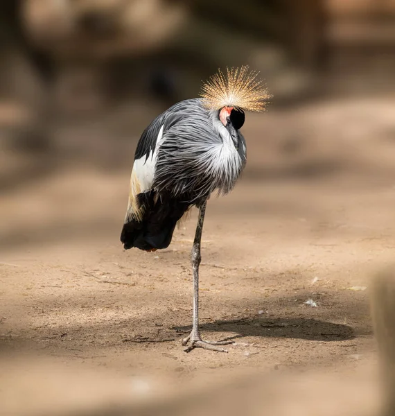 Resting Grey Crowned Crane Balearica Regulorum Standing One Leg Blurred — Fotografia de Stock