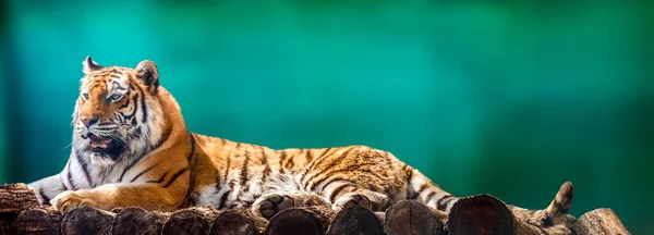 Сибирский Амурский Тигр Черными Полосками Лежащими Деревянной Палубе Полный Портрет — стоковое фото