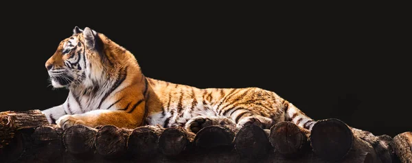 Сибирский Амурский Тигр Черными Полосками Лежащими Деревянной Палубе Полный Портрет — стоковое фото