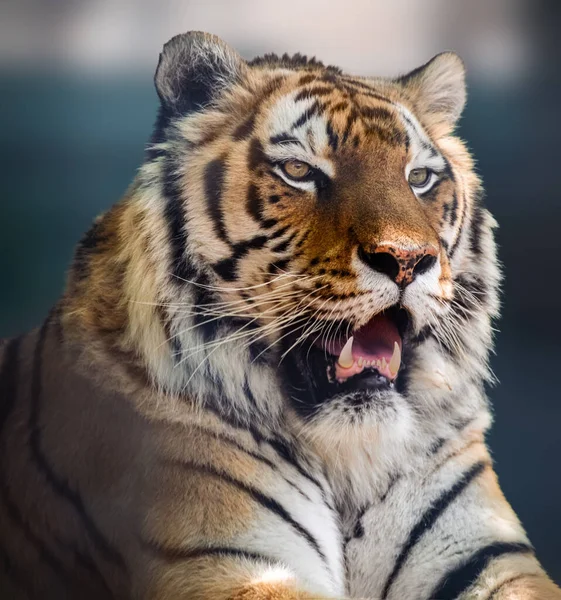 Siberian Amur Tiger Head Close Teeth Full Size Portrait Close — Photo