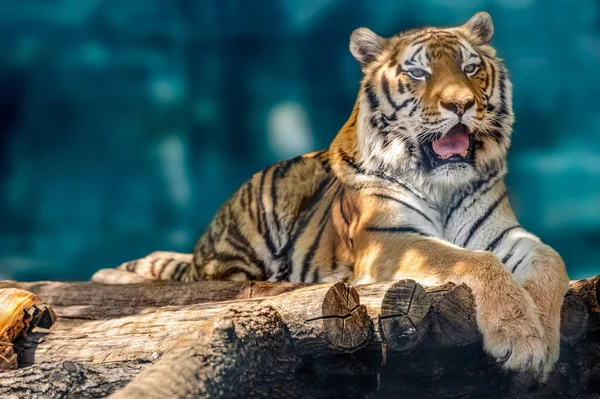 Sibirischer Oder Amur Tiger Mit Schwarzen Streifen Auf Holzdeck Liegend — Stockfoto