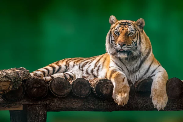 Sibiřský Nebo Amurský Tygr Černými Pruhy Ležícími Dřevěné Palubě Detailní — Stock fotografie