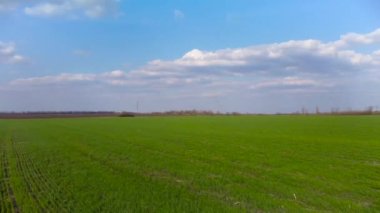 Hava, genç yeşil yay tarlasının üzerinde uçuyor. Güzel bulutlu kırsal tarım manzarası