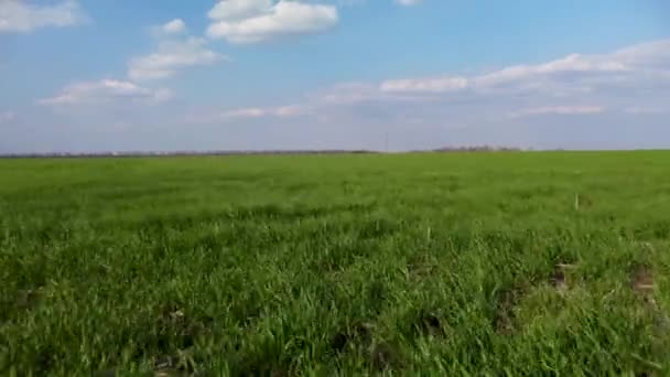Vuelo Aéreo Alta Velocidad Por Encima Del Campo Agrícola Verde — Vídeos de Stock
