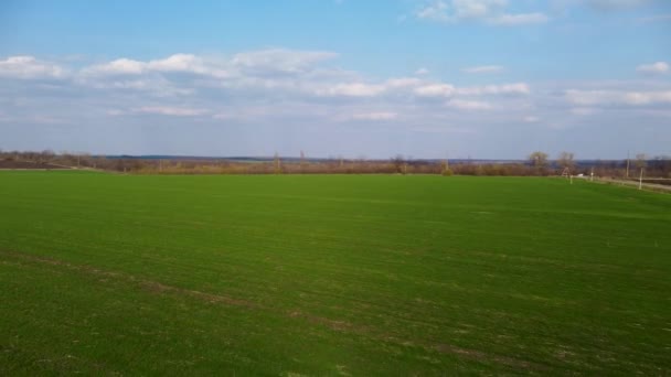 Vue Aérienne Agriculture Voler Vers Arrière Dessus Jeune Champ Printemps — Video