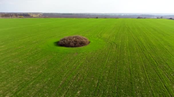 Vista Aérea Agrícola Volando Por Encima Del Campo Primavera Verde — Vídeos de Stock