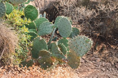 Yunanistan 'da kuru çalılıklarda yetişen dikenli armut kaktüsünün yakın çekimi. Keskin iğneler güneşte büyük yeşil yapraklarda. Güney Avrupa vahşi bitki örtüsü