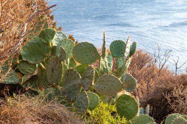 Yunanistan 'da deniz kıyısında yetişen dikenli armut kaktüsünün yakın çekimi. Gün batımında büyük yeşil yapraklar üzerinde keskin iğneler. Güney Avrupa vahşi bitki örtüsü